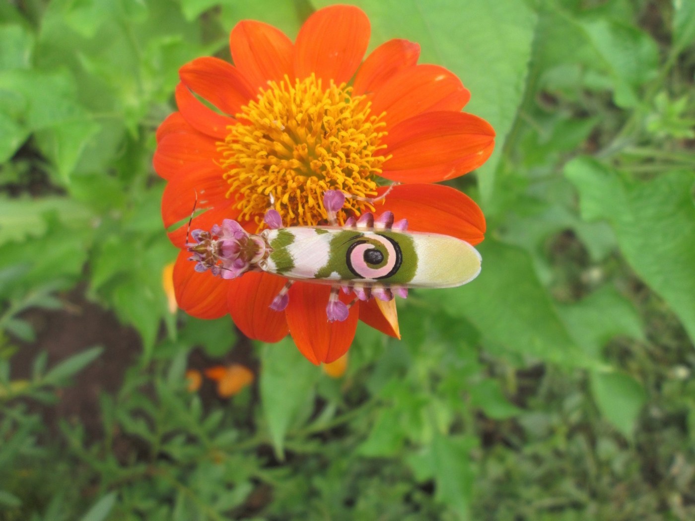 Spiny Flower Mantis