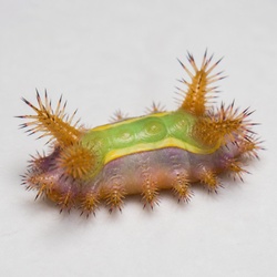 Spiny Oak-slug Caterpillar Identification Guide
