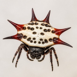 Spiny Orb Weaver Identification Guide