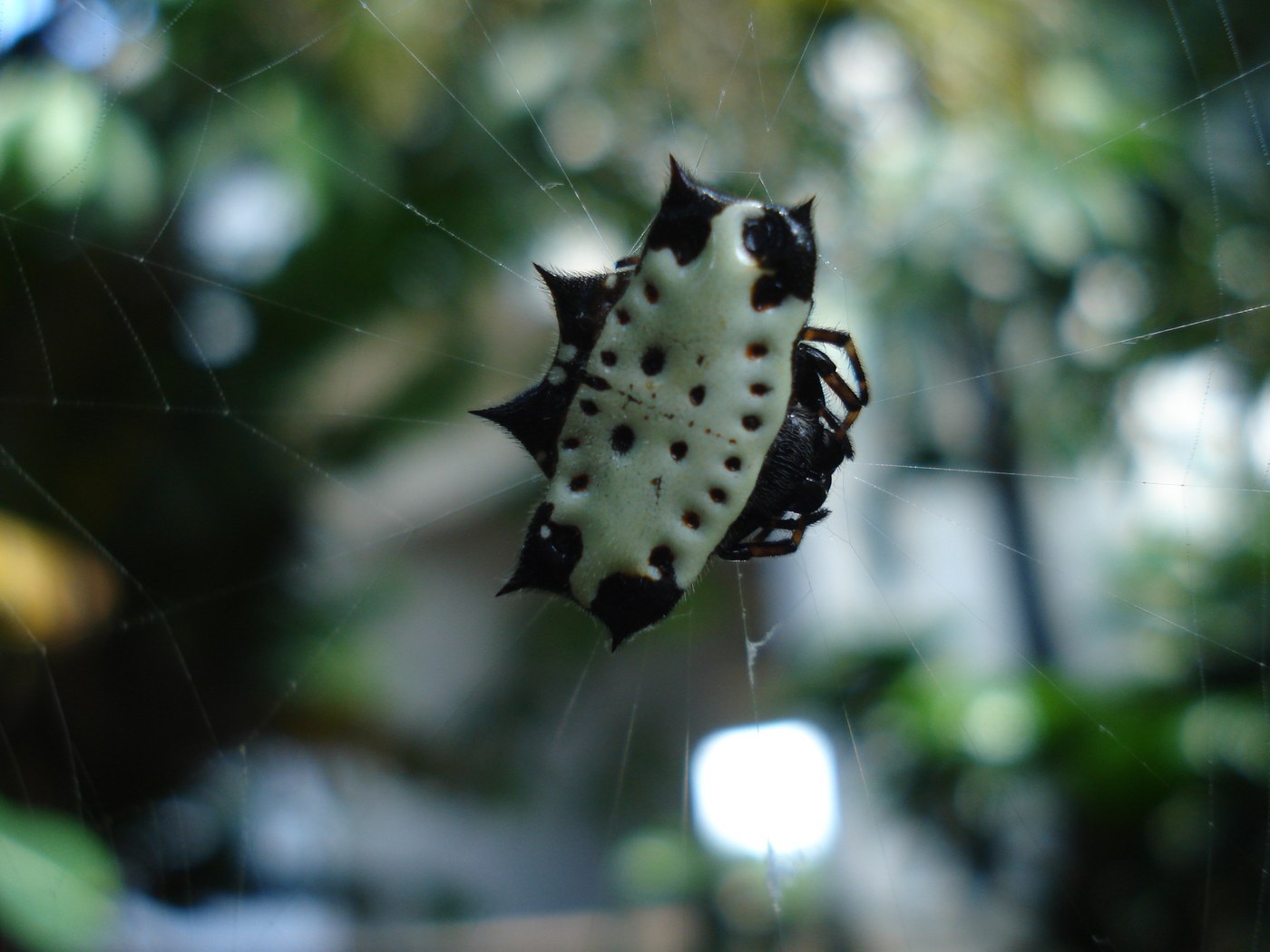 Spiny Orb Weaver