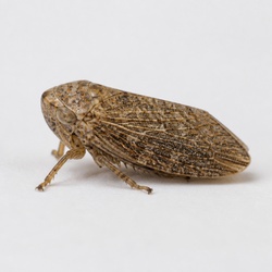 Spittlebug Identification Guide