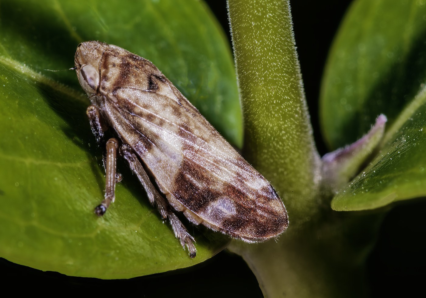Spittlebug
