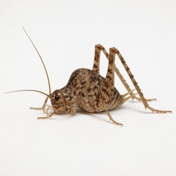 Spotted Camel Cricket Identification Guide