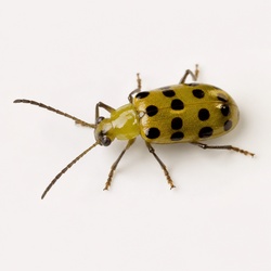 Spotted Cucumber Beetle Identification Guide