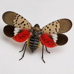 Spotted Lanternfly Identification Guide