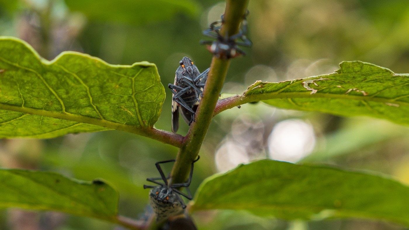 Spotted Lanternfly