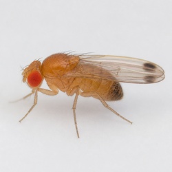 Spotted Wing Drosophila Identification Guide