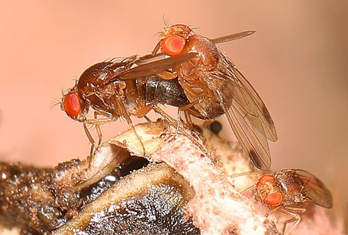 Spotted Wing Drosophila Identification Guide