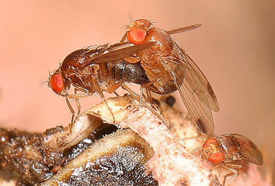 Spotted Wing Drosophila
