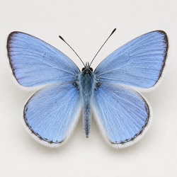 Spring Azure Identification Guide