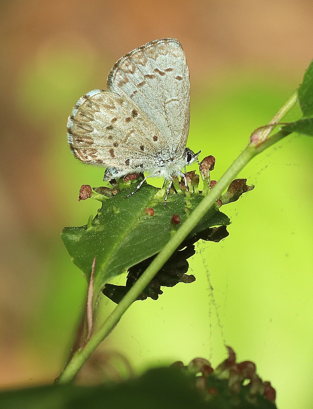 Spring Azure