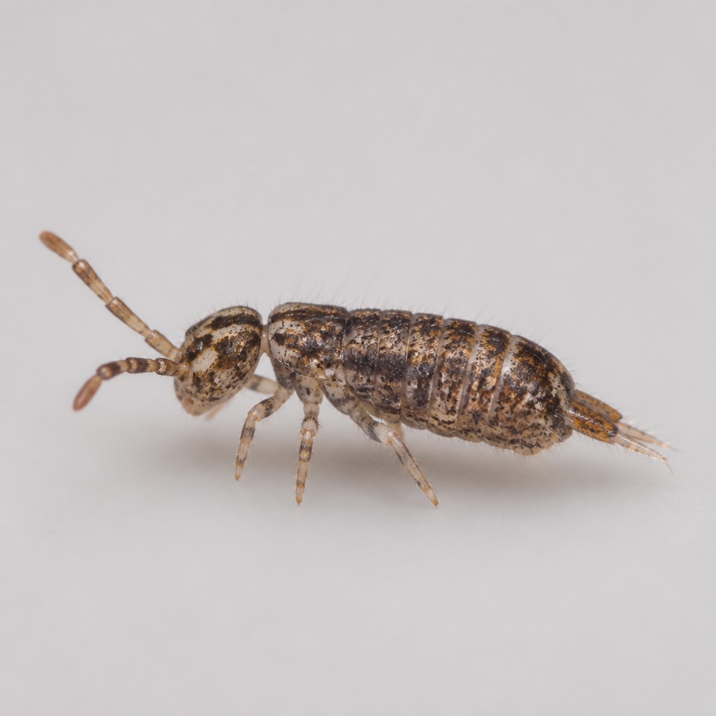 Springtail (Collembola spp.)