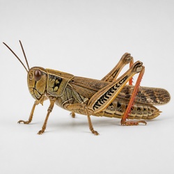 Spur-throated Grasshopper Identification Guide