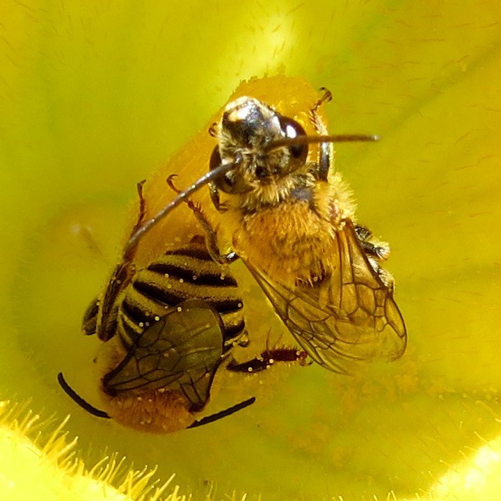 Squash Bee