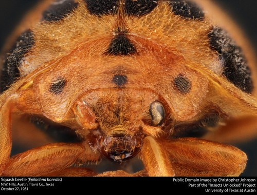 Squash Beetle Identification Guide