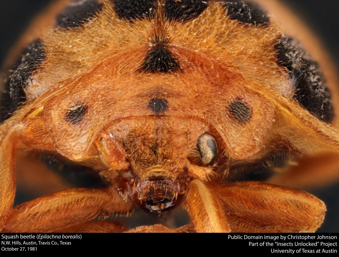 Squash Beetle