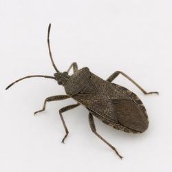 Squash Bug Identification Guide