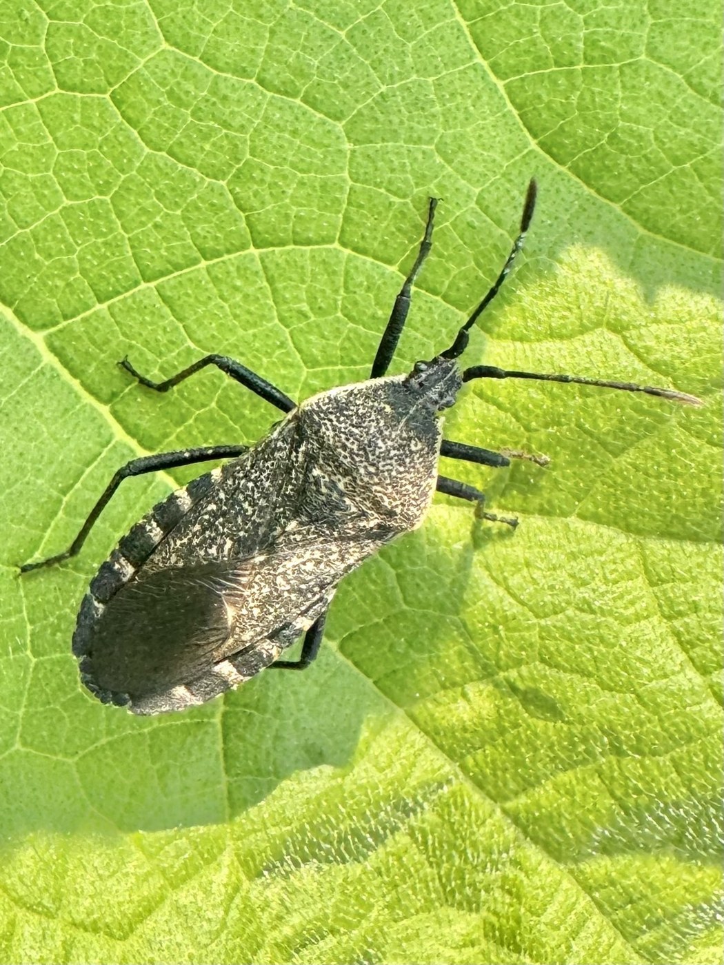 Squash Bug