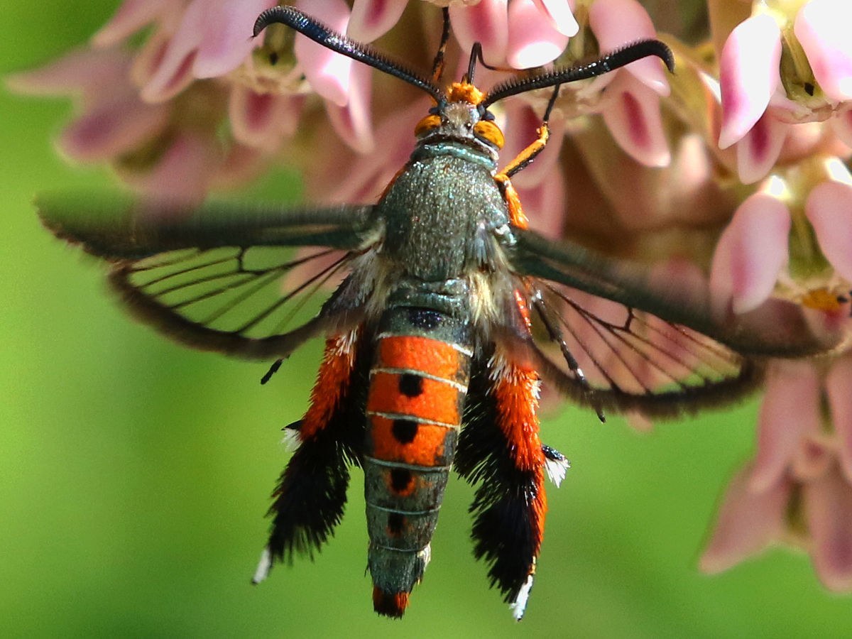Squash Vine Borer