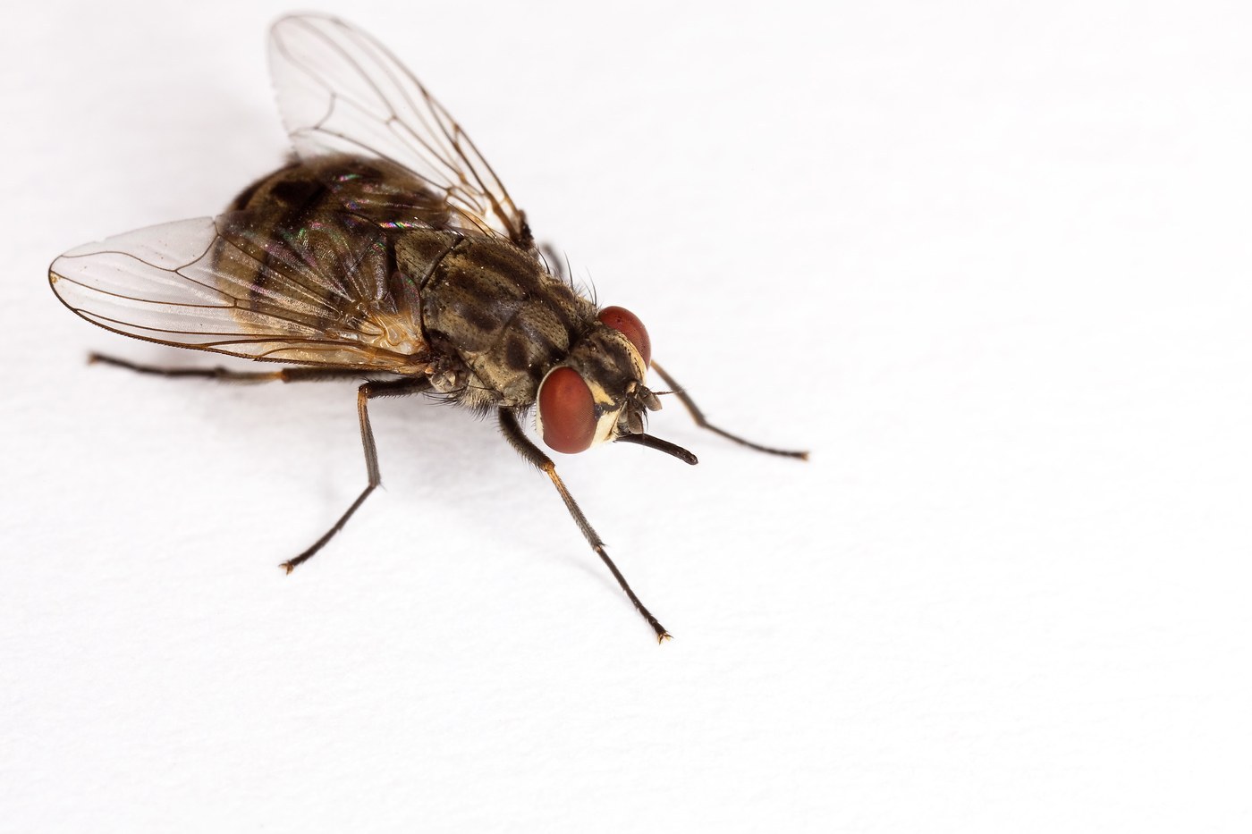 Stable Fly
