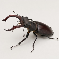 Stag Beetle Identification Guide