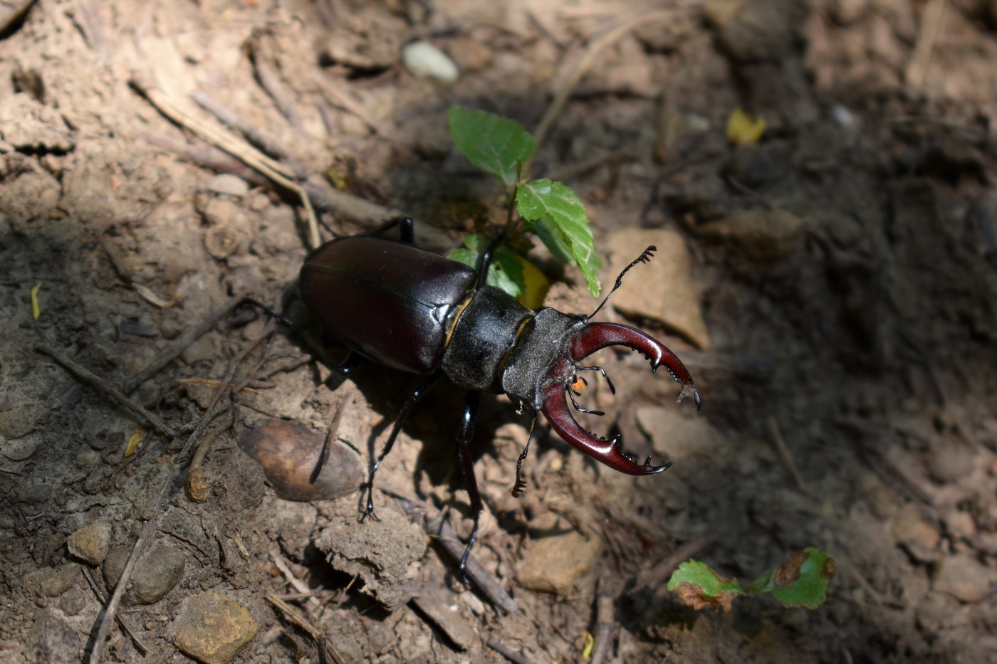 Stag Beetle