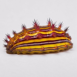 Stinging Rose Caterpillar Identification Guide