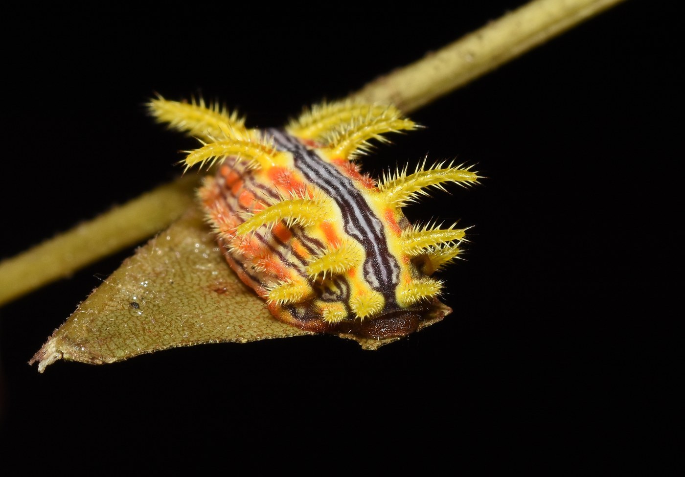 Stinging Rose Caterpillar
