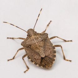Stink Bug Identification Guide