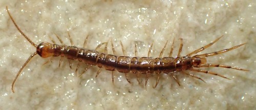 Stone Centipede Identification Guide