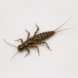 Stonefly Nymph Identification Guide