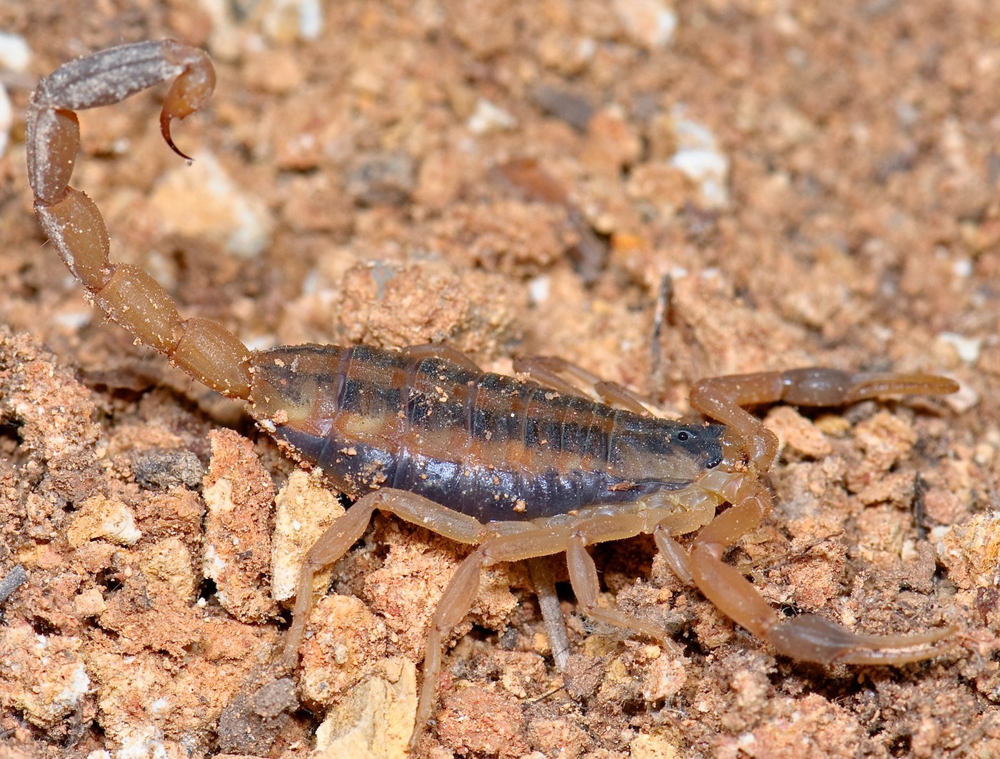 Striped Bark Scorpion