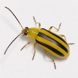 Striped Cucumber Beetle Identification Guide