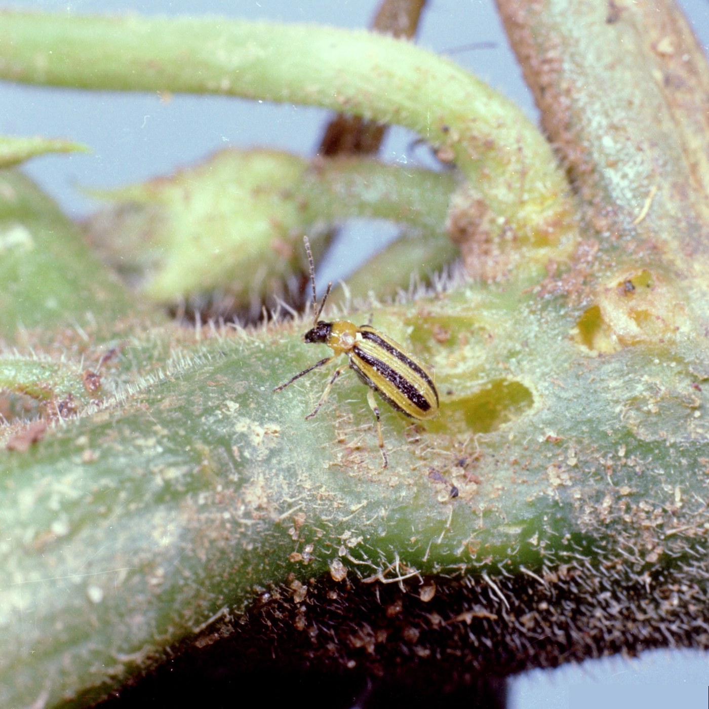 Striped Cucumber Beetle