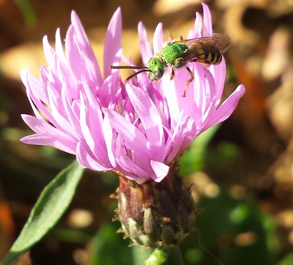 Sweat Bee