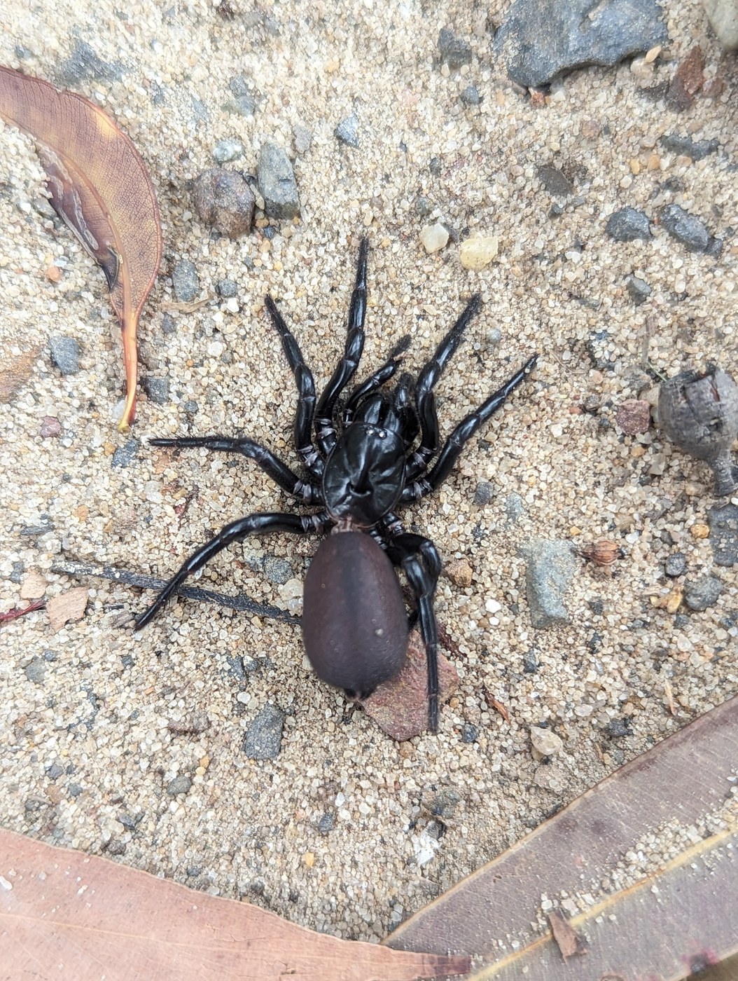 Sydney Funnel-web Spider
