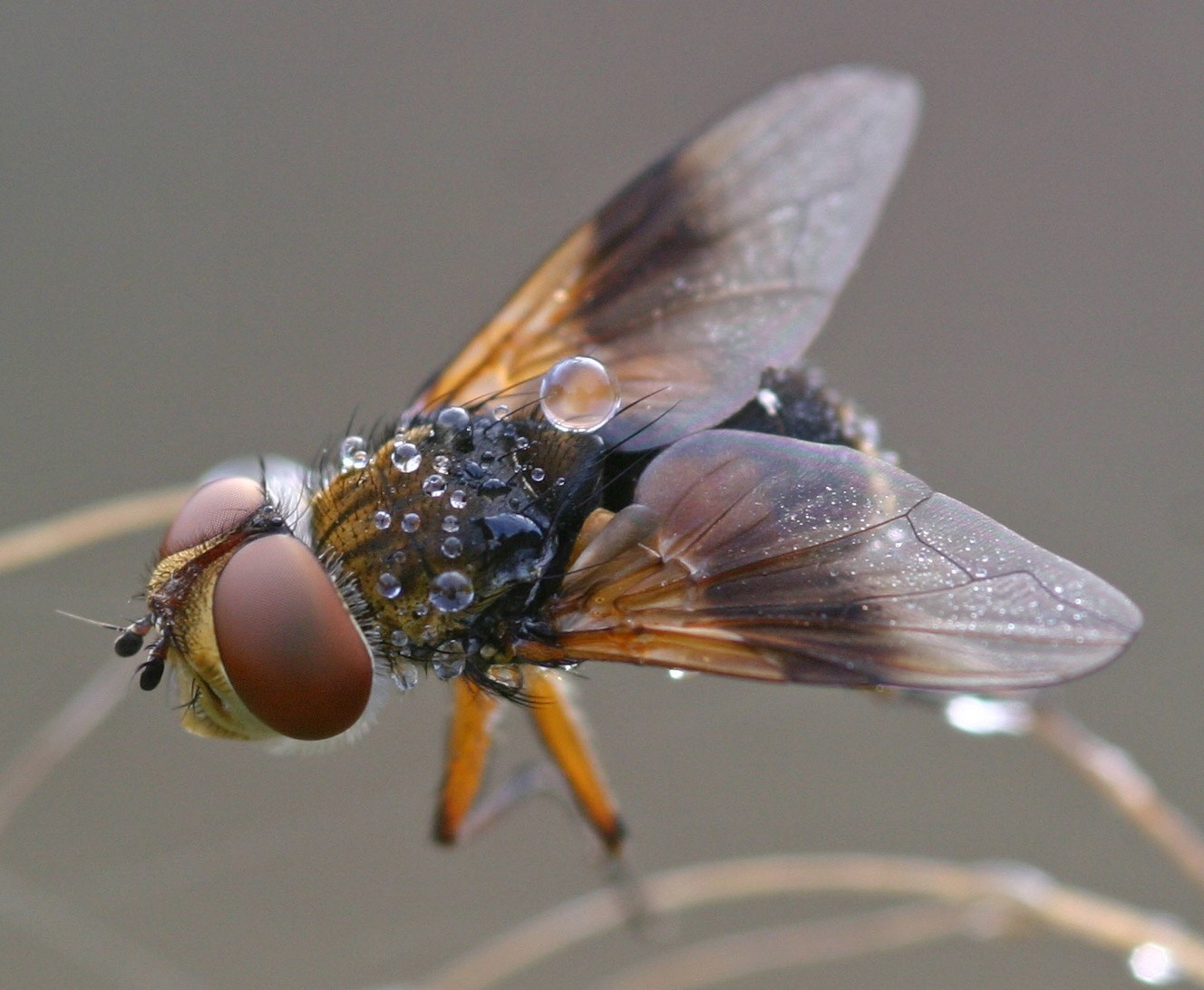 Tachinid Fly