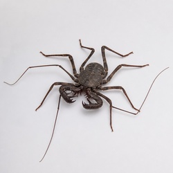 Tailless Whip Scorpion Identification Guide