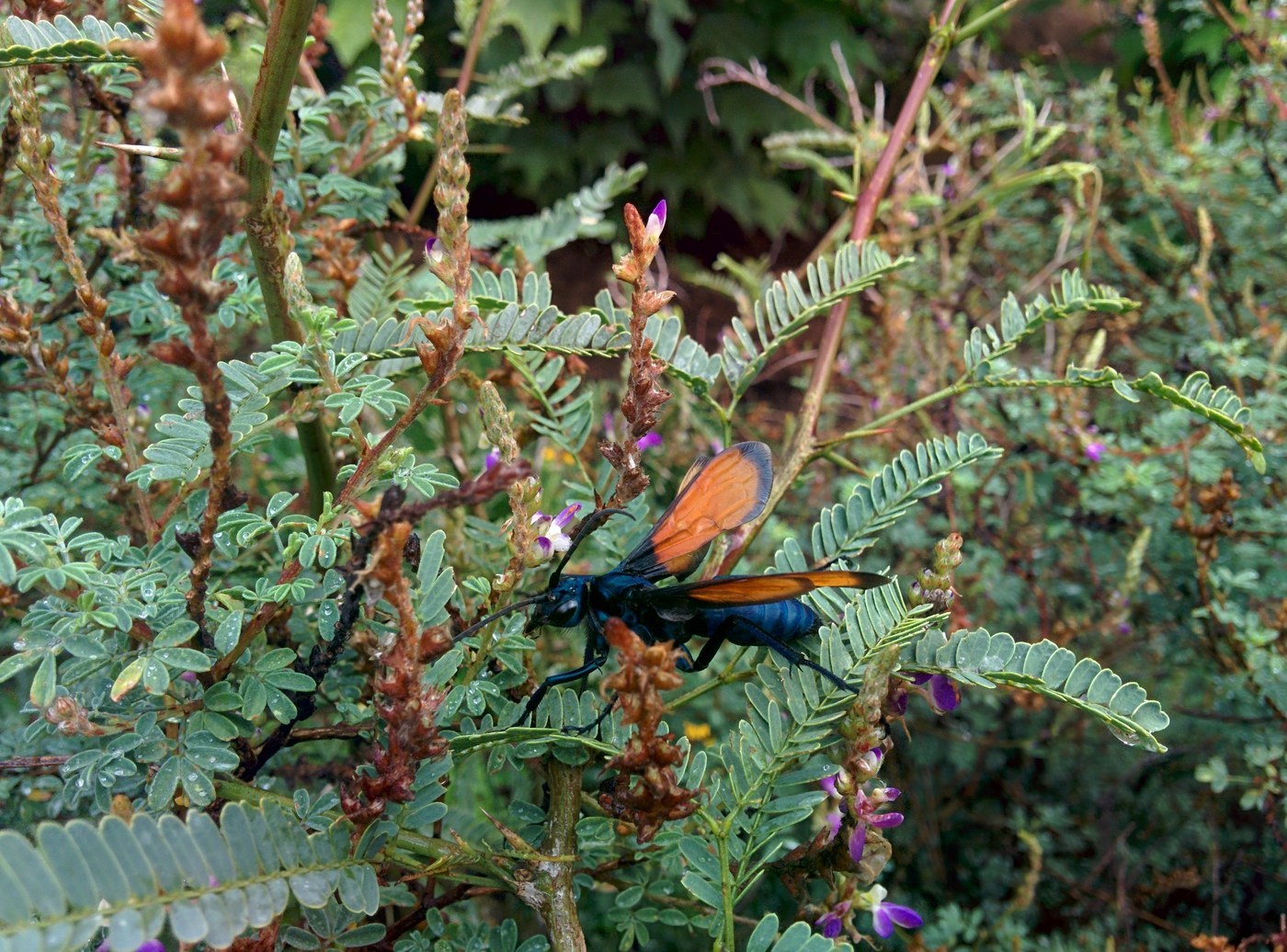 Tarantula Hawk