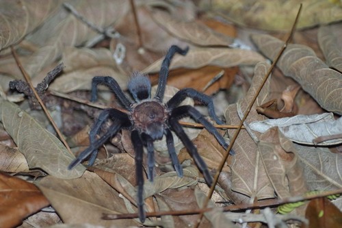 Tarantula Identification Guide
