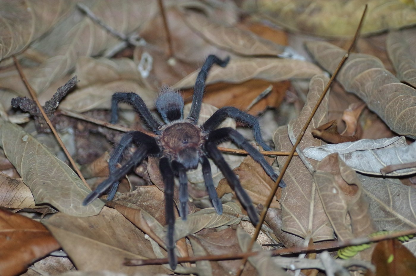 Tarantula