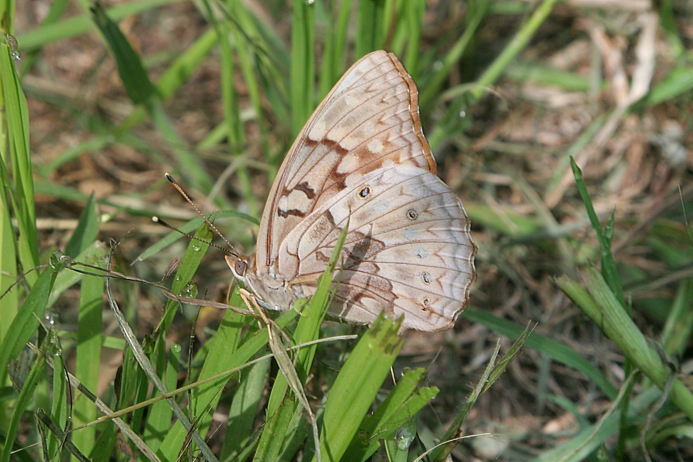 Tawny Emperor