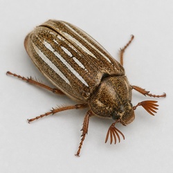 Ten-lined June Beetle Identification Guide