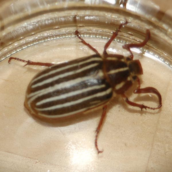 Ten-lined June Beetle