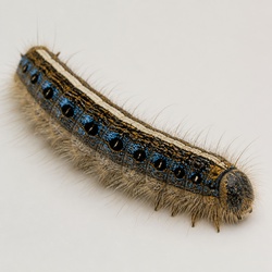 Tent Caterpillar Identification Guide