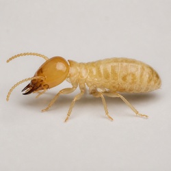 Termite Identification Guide