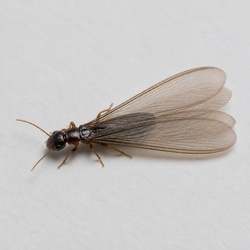 Termite Swarmer Identification Guide