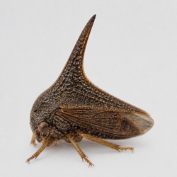 Thorn Bug Identification Guide