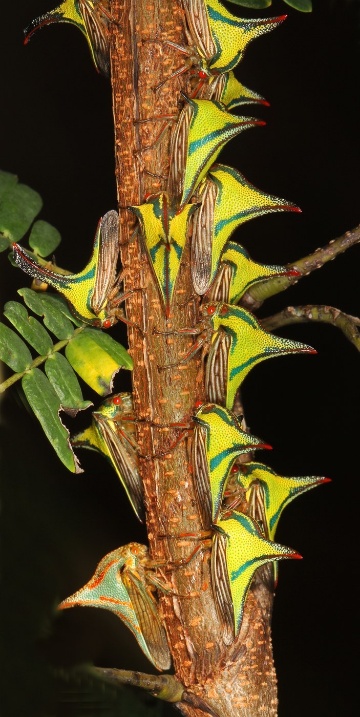 Thorn Bug