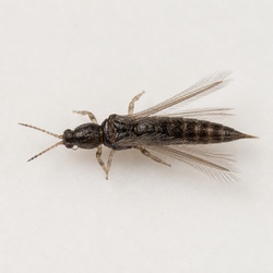 Thrips Identification Guide